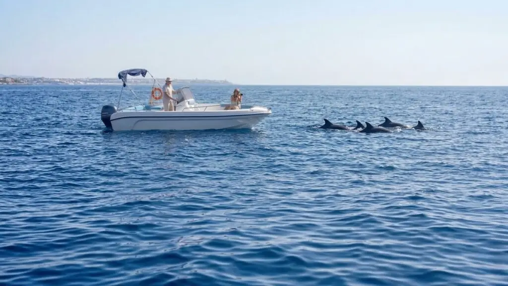 Avvistamento delfini e snorkeling ad Alghero con barca a noleggio