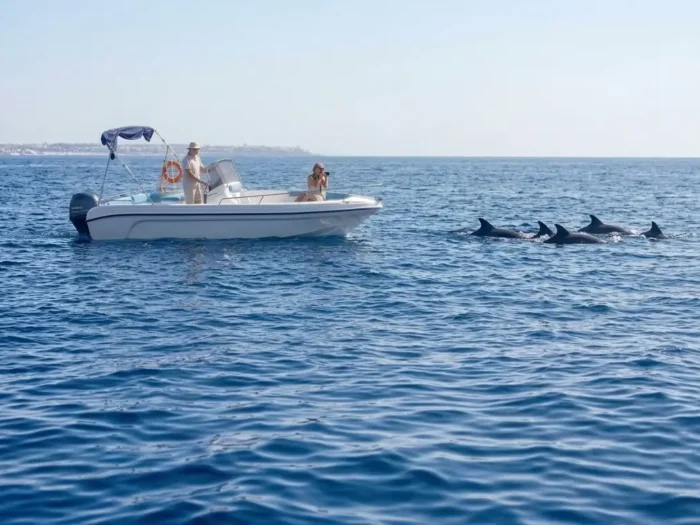 Avvistamento delfini e snorkeling ad Alghero con barca a noleggio